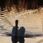 Schwan ín der abendsonne