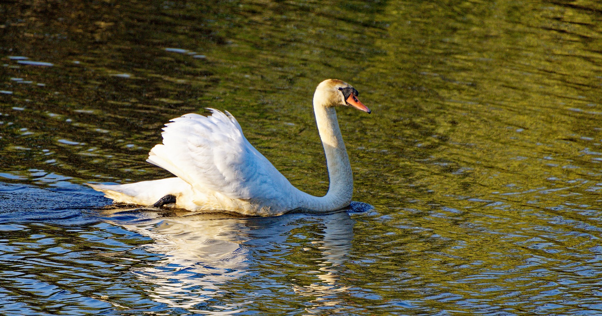 Schwan in der Abendsonne