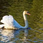 Schwan in der Abendsonne