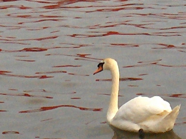 Schwan in der Abendsonne