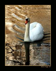 Schwan in der Abendsonne