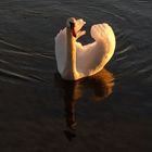 Schwan in der Abendsonne ...