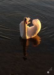 Schwan in der Abendsonne ...