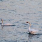 Schwan in der Abendsonne