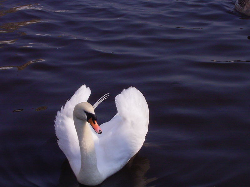 Schwan in der Binnenalster