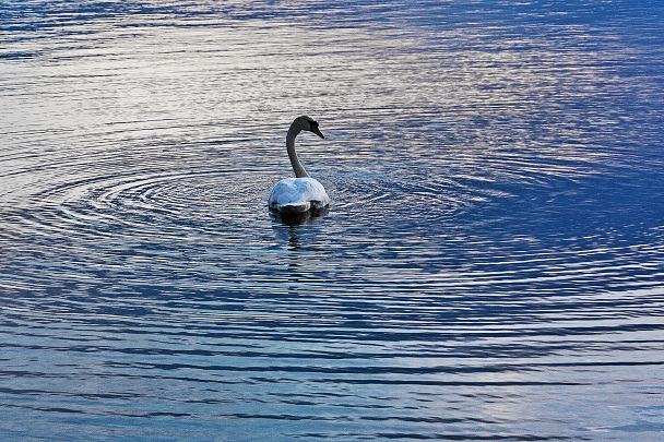 Schwan in der blauen Stunde