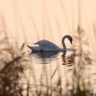 Schwan in der Dämmerung