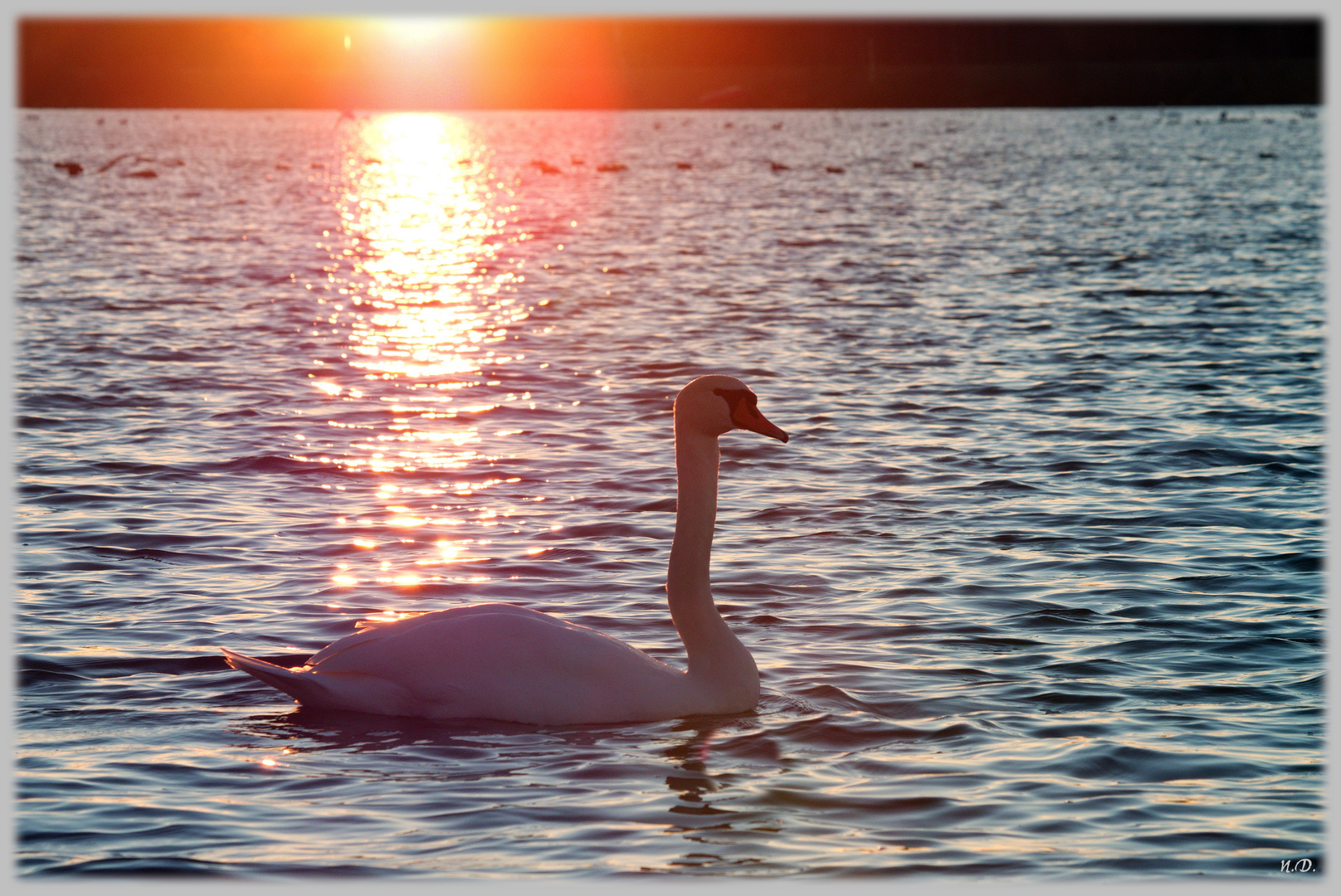 Schwan in der Dezember-Abendsonne auf der Lechstaustufe 22 bei Unterbergen