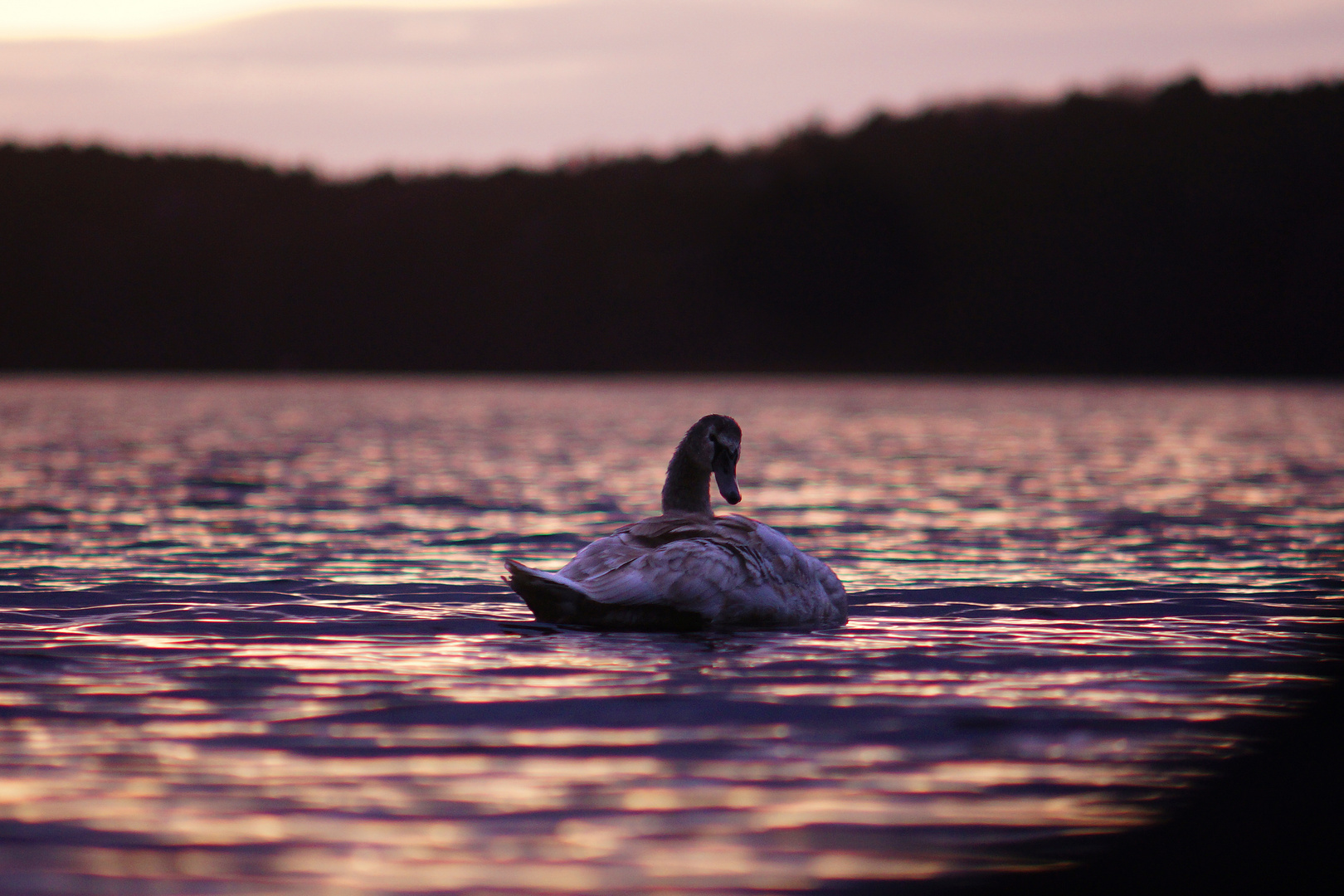 Schwan in der Havel