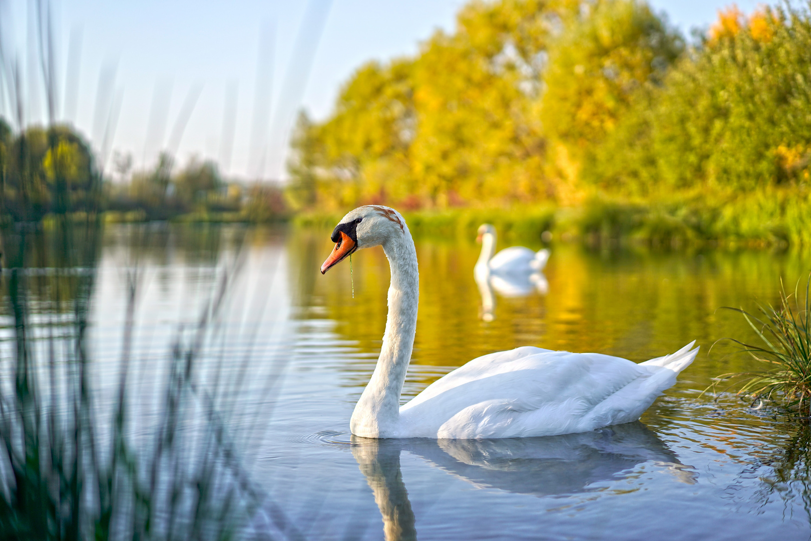 Schwan in der Herbstsonne