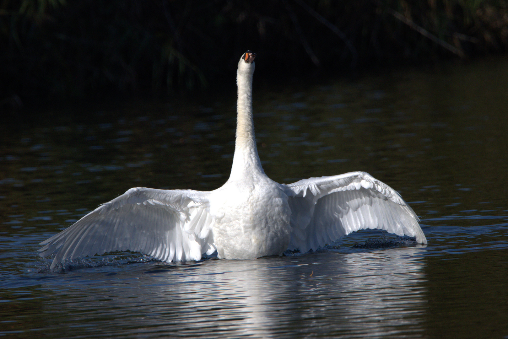 Schwan in der Herbstsonne