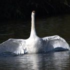 Schwan in der Herbstsonne