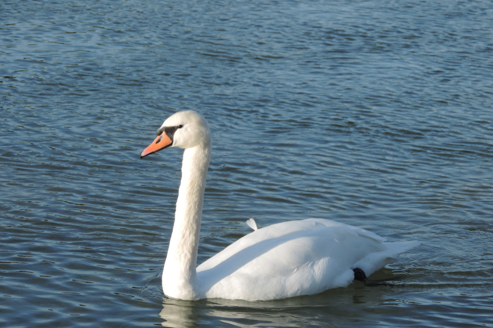 Schwan in der Isar