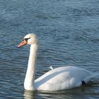 Schwan in der Isar