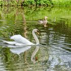 Schwan in der Karlsaue Kassel