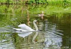 Schwan in der Karlsaue Kassel