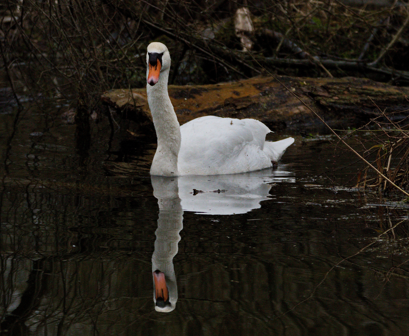  Schwan in der Kempe