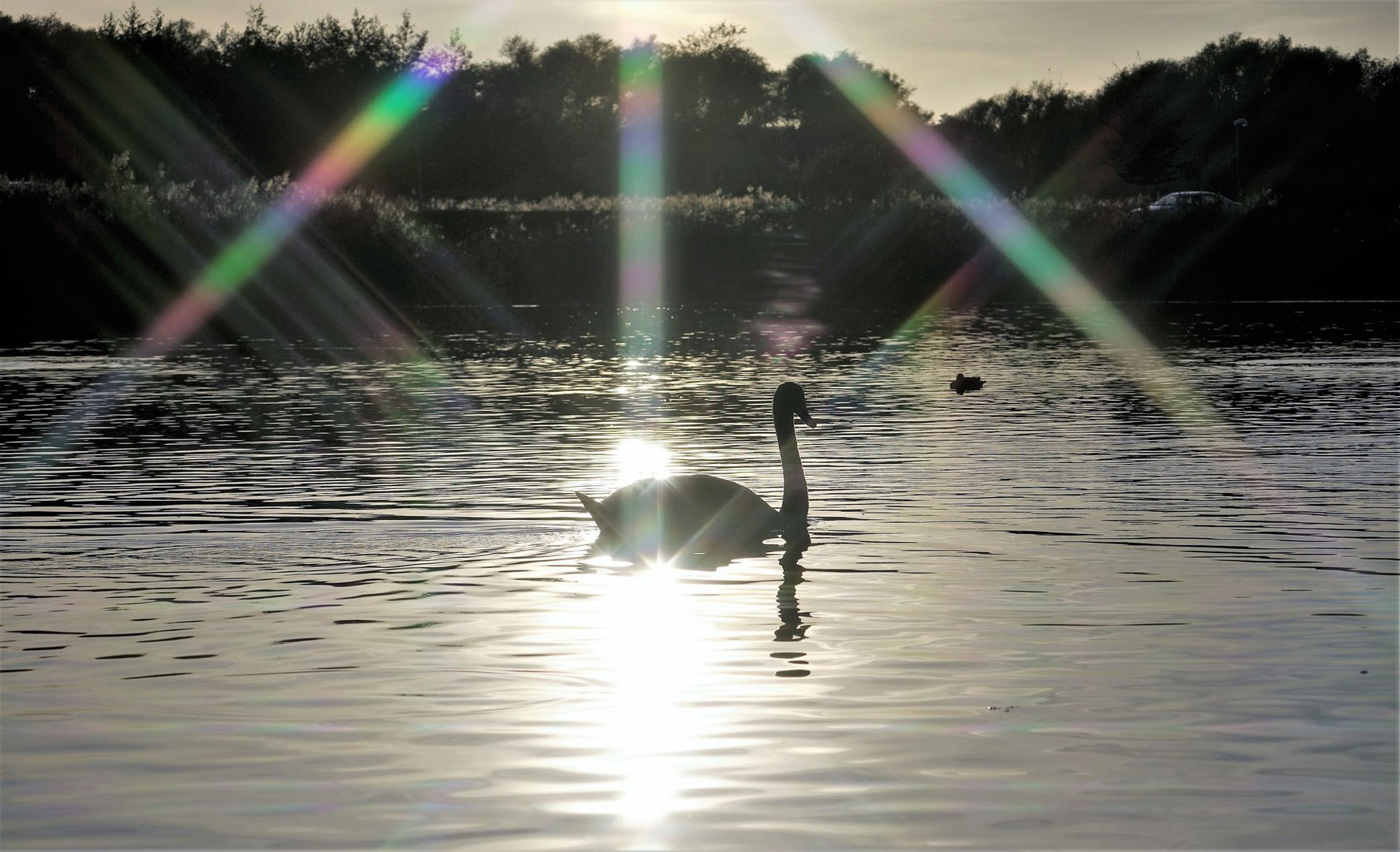 Schwan in der Lichtbrechung