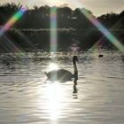 Schwan in der Lichtbrechung