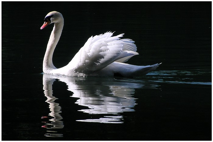 Schwan in der Morgensonne auf einem Waldsee