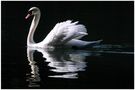 Schwan in der Morgensonne auf einem Waldsee von Udo Walter Pick