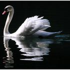 Schwan in der Morgensonne auf einem Waldsee