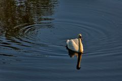 Schwan in der Morgensonne