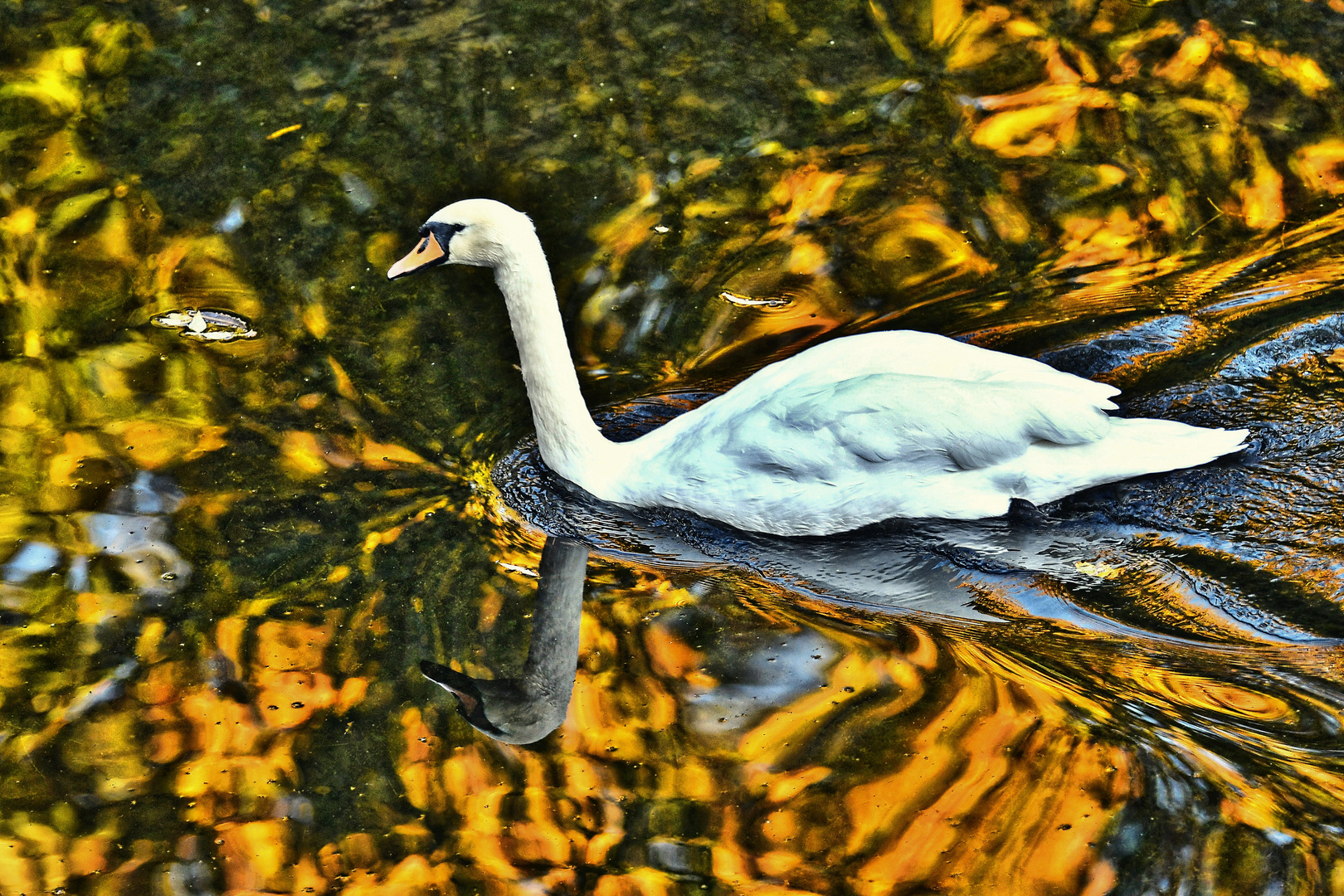 Schwan in der Morgensonne