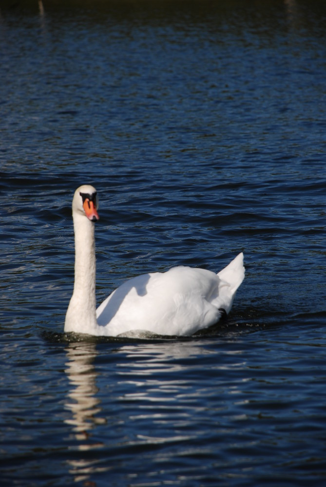 Schwan in der Müritz