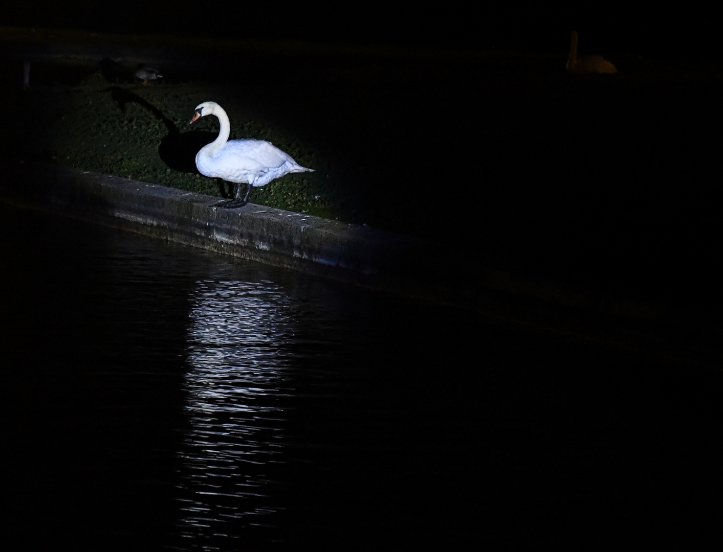 Schwan in der Nacht