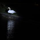 Schwan in der Nacht