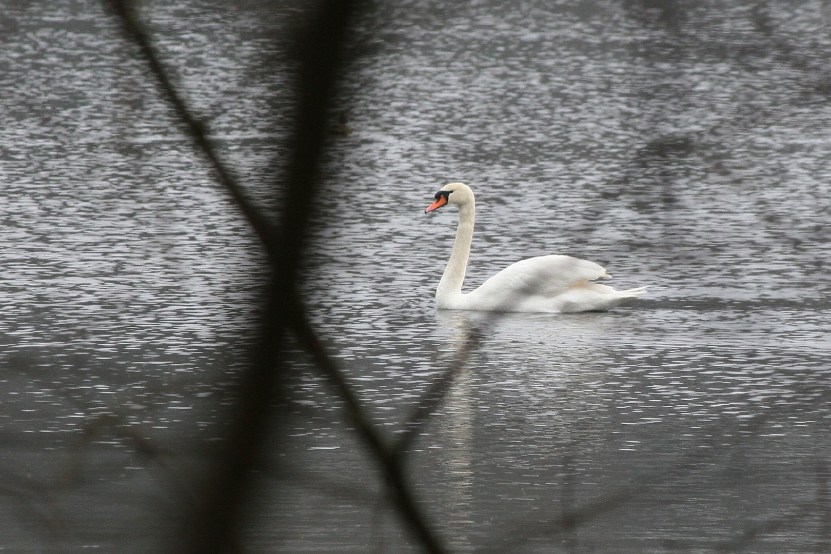 Schwan in der Nähe von Pritzwalk!