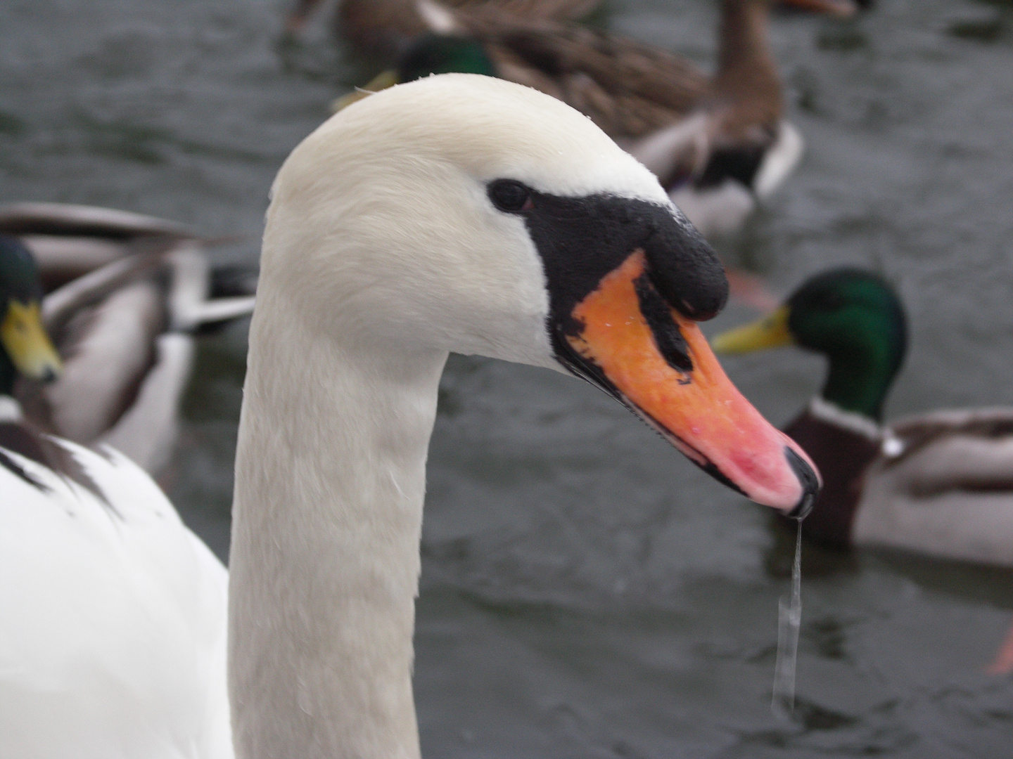 Schwan in der Nahaufnahme