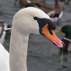 Schwan in der Nahaufnahme