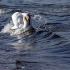 Schwan in der Ostsee