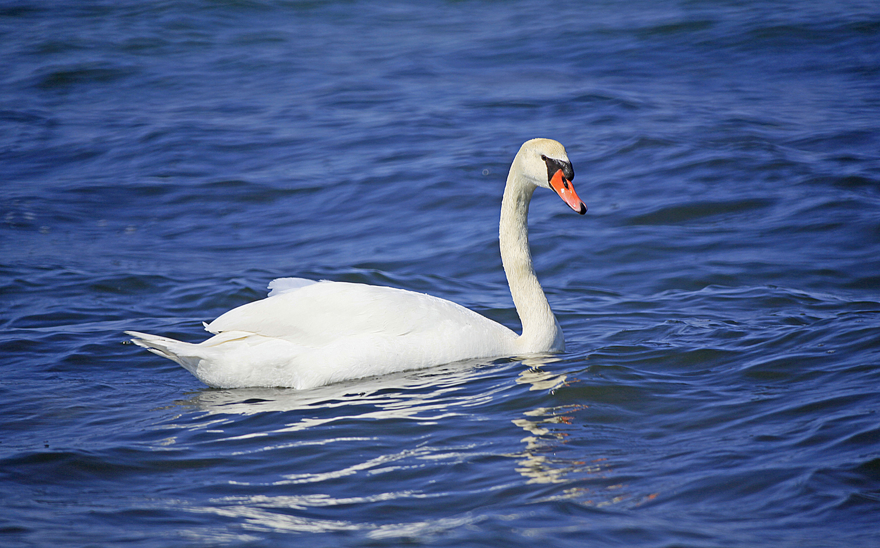 Schwan in der Ostsee