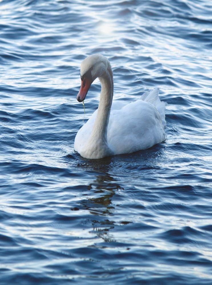 Schwan in der Ostsee