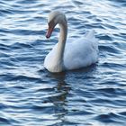 Schwan in der Ostsee