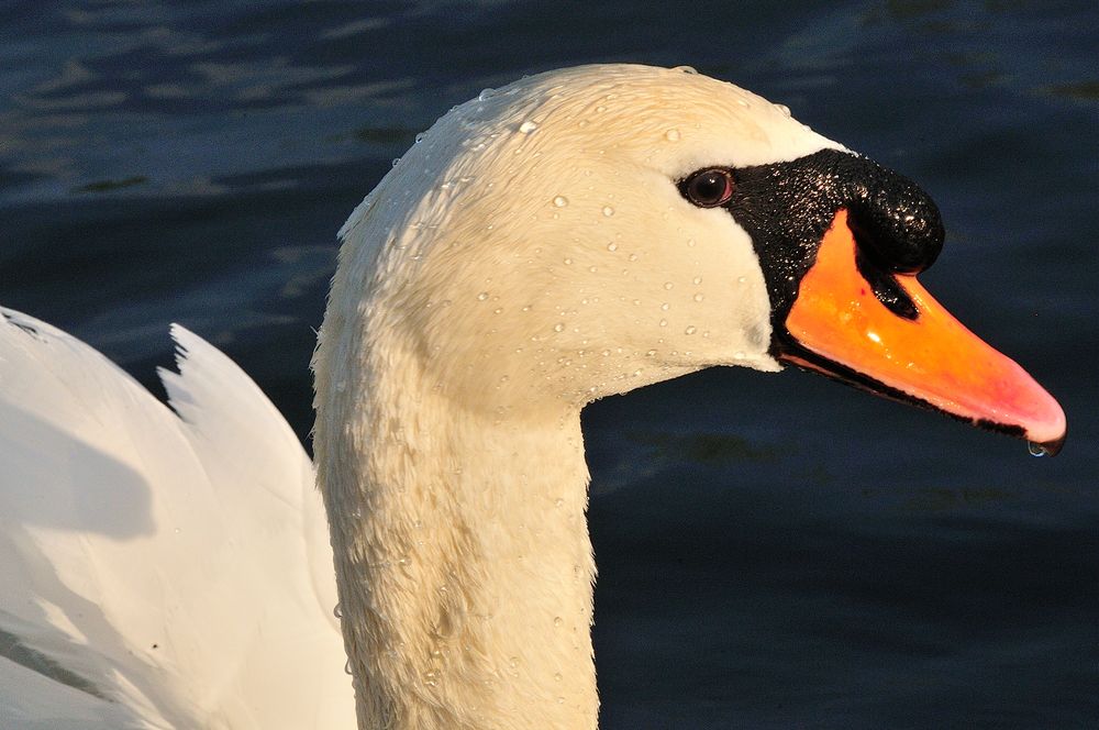 Schwan in der Sonne 1