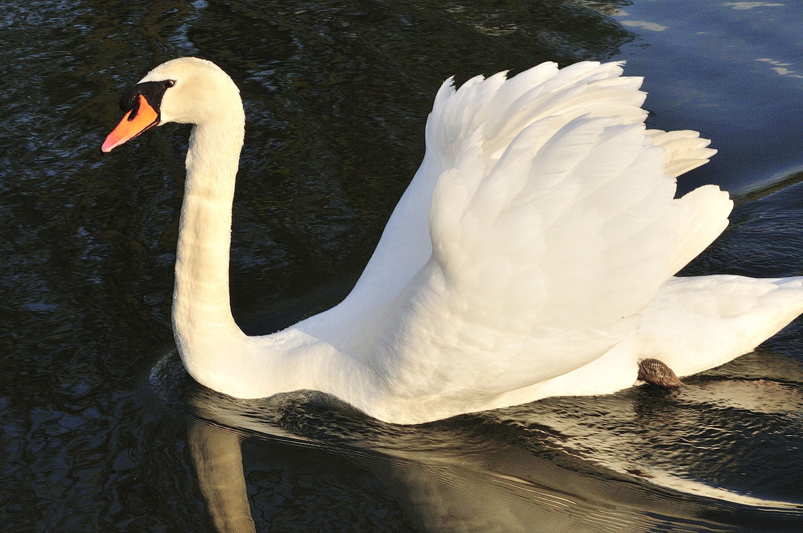 Schwan in der Sonne 2