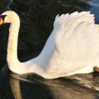 Schwan in der Sonne 2