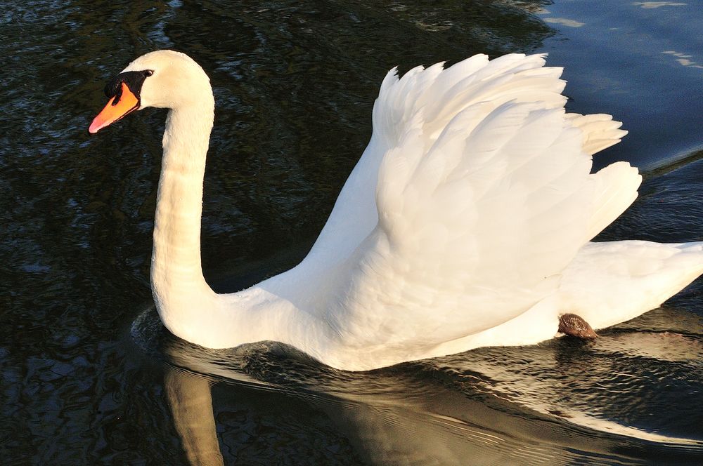 Schwan in der Sonne 2