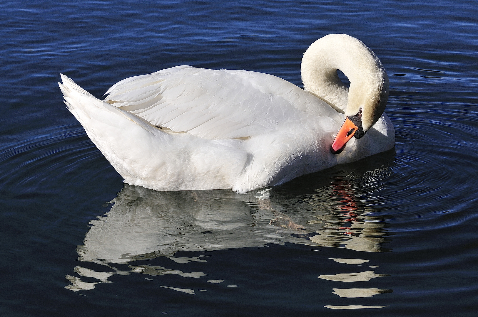 Schwan in der Sonne