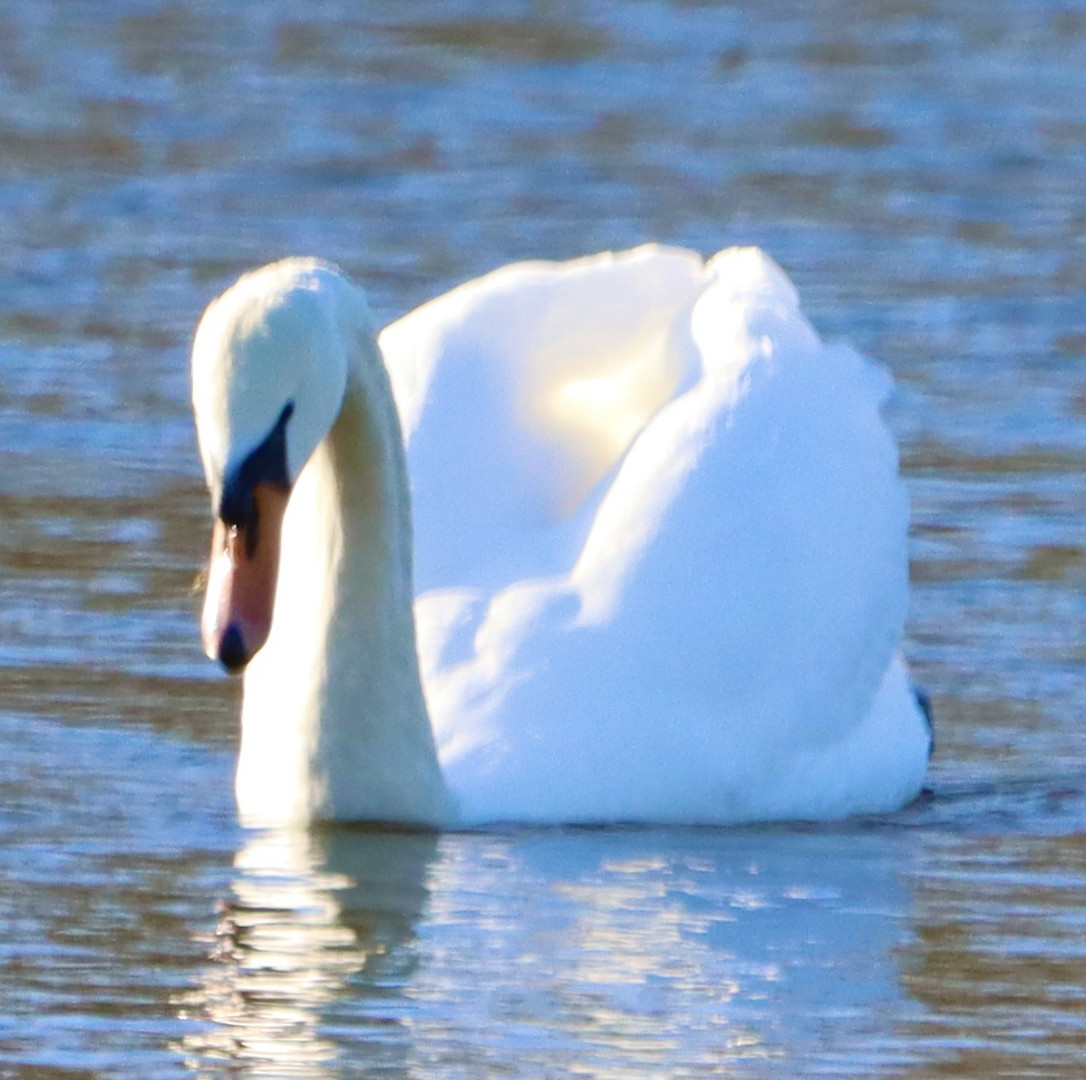 Schwan in der Sonne