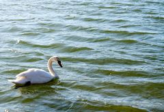 Schwan in der sturmbewegten Donau