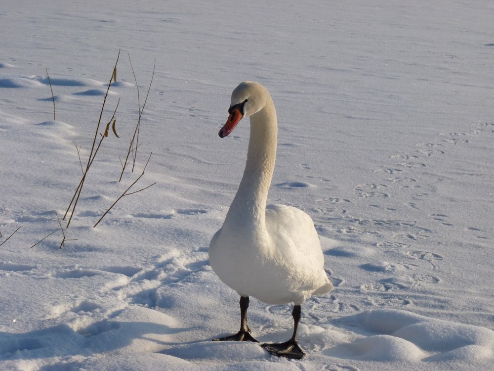 Schwan in der Winterlandschaft am Kiesteich