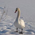 Schwan in der Winterlandschaft am Kiesteich