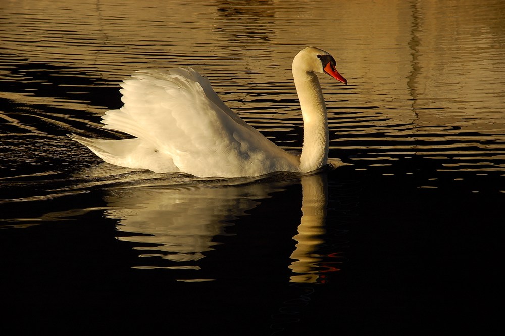 Schwan in Dezembermorgensonne