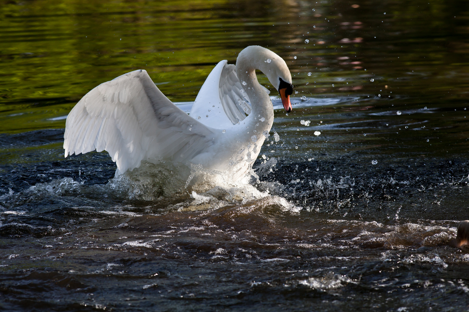 Schwan in Fahrt