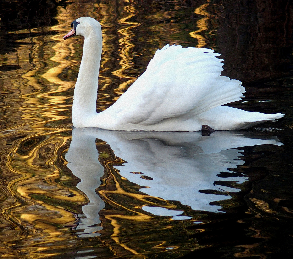 Schwan in Gold